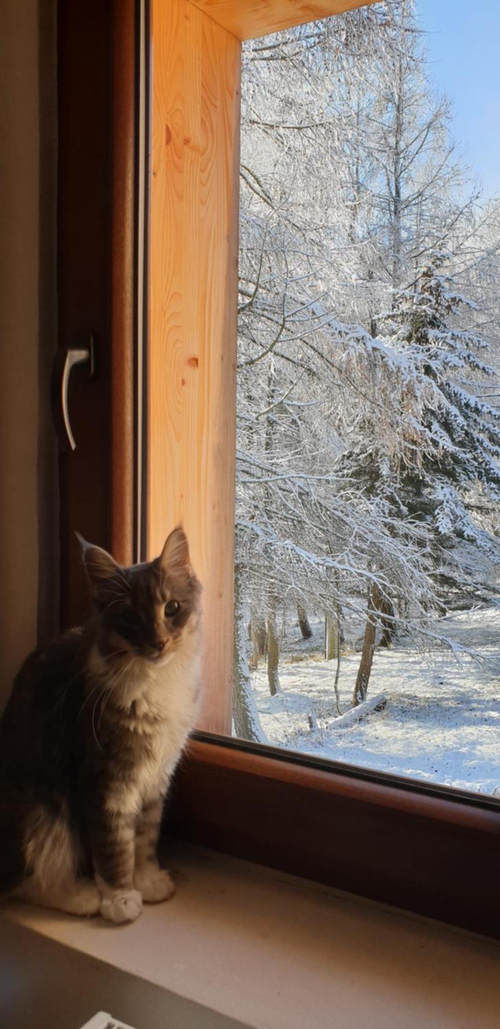 Holiday home Five Maple For Families And Wild Nature Lovers *